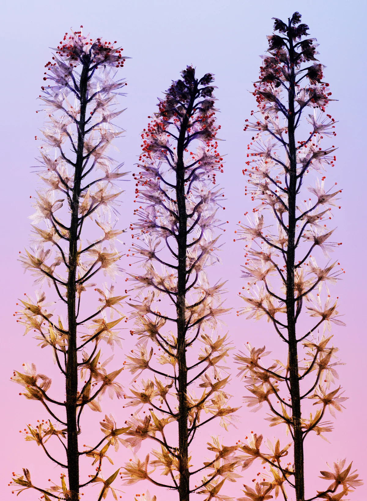 Sisserou - Manasi 7 - Image 10